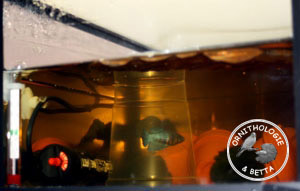 Femelle sous cloche