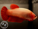../images/betta/galerie/UCVC0108-F01.jpg