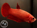 ../images/betta/galerie/UCVC0108-F02.jpg