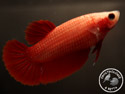 ../images/betta/galerie/UCVC0108-F03.jpg
