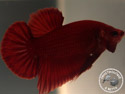 ../images/betta/galerie/UCVC0108-M01.jpg