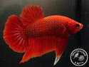 ../images/betta/galerie/UCVC0108-M02.jpg