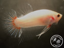 ../images/betta/galerie/UCVC0108-M03.jpg