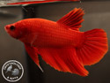../images/betta/galerie/UCVC0108-M04.jpg