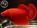 ../images/betta/galerie/UCVC0108-M05.jpg