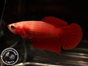 ../images/betta/galerie/UCVL0309-F01.jpg