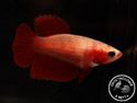 ../images/betta/galerie/UCVL0309-F02.jpg