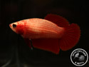 ../images/betta/galerie/UCVL0309-F03.jpg