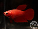 ../images/betta/galerie/UCVL0309-F04.jpg