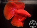 ../images/betta/galerie/UCVL0309-M201.jpg