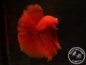 ../images/betta/galerie/UCVL0309-M202.jpg