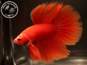 ../images/betta/galerie/UCVL0309-M203.jpg