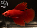 ../images/betta/galerie/UCVL0309-M204.jpg