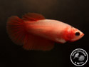 ../images/betta/galerie/UCVL0409-F125.jpg
