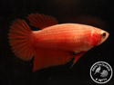 ../images/betta/galerie/UCVL0409-F143.jpg