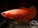 ../images/betta/galerie/UCVL0409-F145.jpg