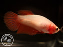 ../images/betta/galerie/UCVL0409-F154.jpg