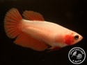 ../images/betta/galerie/UCVL0409-F155.jpg