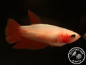 ../images/betta/galerie/UCVL0409-F158.jpg