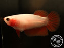 ../images/betta/galerie/UCVL0409-F166.jpg
