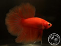 ../images/betta/galerie/UCVL0409-M205.jpg