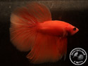 ../images/betta/galerie/UCVL0409-M207.jpg