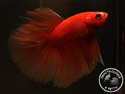 ../images/betta/galerie/UCVL0409-M208.jpg