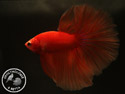 ../images/betta/galerie/UCVL0409-M209.jpg
