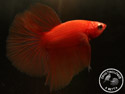../images/betta/galerie/UCVL0409-M211.jpg
