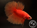 ../images/betta/galerie/UCVL0409-M214.jpg