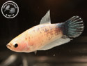 ../images/betta/galerie/UIFVL0108-F138.jpg
