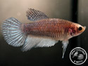 ../images/betta/galerie/UIFVL0108-F139.jpg