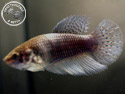 ../images/betta/galerie/UIFVL0108-F140.jpg