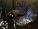 ../images/betta/galerie/UIFVL0108-M142.jpg