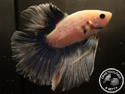 ../images/betta/galerie/UIFVL0108-M204.jpg