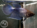 ../images/betta/galerie/X0108-F01.jpg