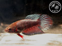 ../images/betta/galerie/X0108-F02.jpg