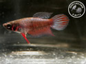 ../images/betta/galerie/X0108-F03.jpg