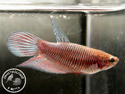 ../images/betta/galerie/X0108-F05.jpg