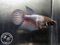 ../images/betta/galerie/X0108-F06.jpg