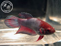 ../images/betta/galerie/X0108-F07.jpg