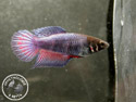 ../images/betta/galerie/X0108-F08.jpg
