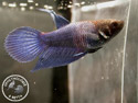 ../images/betta/galerie/X0108-F09.jpg
