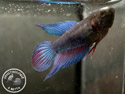 ../images/betta/galerie/X0108-F10.jpg