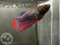 ../images/betta/galerie/X0108-F11.jpg