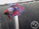 ../images/betta/galerie/X0108-F12.jpg