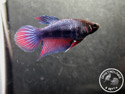 ../images/betta/galerie/X0108-F13.jpg