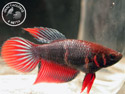 ../images/betta/galerie/X0108-F14.jpg