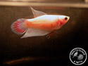 ../images/betta/galerie/X0108-F15.jpg