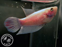 ../images/betta/galerie/X0108-F16.jpg